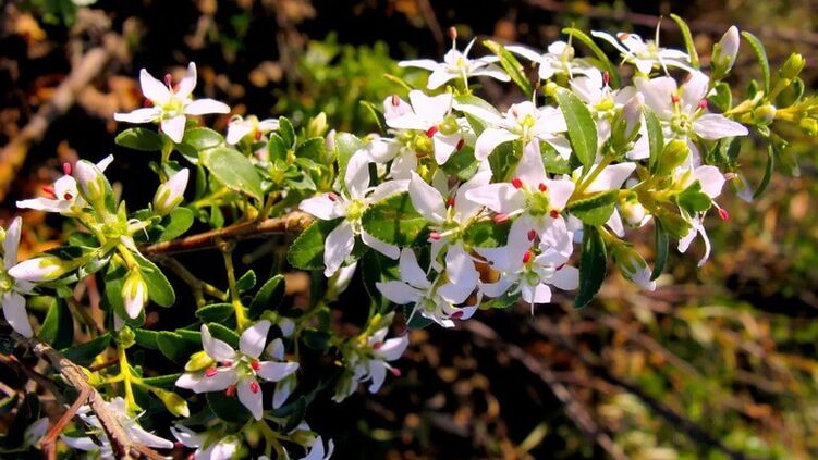 Бюч листа в Cystolax